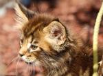 Maine coon Male - Maine Coon Kitten For Sale - Staten Island&comma; NY&comma; US