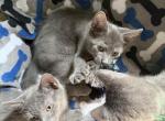 Blue - Russian Blue Kitten For Sale - 