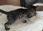 TICA F4 SBT Savannah Kittens - Savannah Kitten For Sale - Portland&comma; OR&comma; US