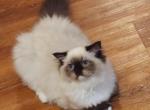 Seal mitted - Ragdoll Kitten For Sale - Bristow&comma; VA&comma; US