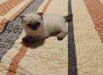 Nike - Scottish Fold Kitten For Sale - IL&comma; US