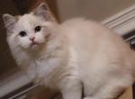 blue lynx bicolor - Ragdoll Kitten For Sale - 