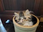 Spayed CFA Brown Tabby and White Female Persian - Persian Cat For Sale - Farmville&comma; VA&comma; US