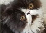 Spayed CFA Black and White Female Persian 2 - Persian Cat For Sale - Farmville&comma; VA&comma; US