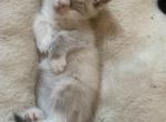 Lady - Siamese Kitten For Sale - White Cloud&comma; MI&comma; US