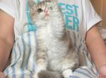 Pudding - Selkirk Rex Kitten For Sale - Fontana&comma; CA&comma; US