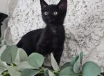 Half siamese kittens - Domestic Kitten For Sale - Milwaukie&comma; OR&comma; US