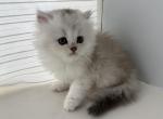 British Longhair Silver Male - British Shorthair Kitten For Sale - Orlando&comma; FL&comma; US
