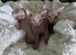 Sweet Babes - Sphynx Kitten For Sale - CO&comma; US