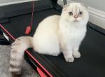 Scottish Fold Seal Point Male - Scottish Fold Kitten For Sale - Orlando&comma; FL&comma; US