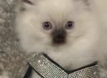 Ragdoll cuties - Ragdoll Kitten For Sale - Gilbert&comma; AZ&comma; US