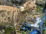 Alis - Bengal Cat For Sale - Maple Valley&comma; WA&comma; US