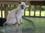 Dylan blue point Siamese - Siamese Kitten For Sale - Charlotte&comma; NC&comma; US