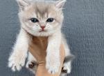 Jelly - British Shorthair Kitten For Sale - Phoenix&comma; AZ&comma; US