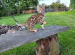 Mia - Bengal Kitten For Adoption - 