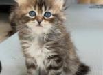 Derry - Maine Coon Kitten For Sale - New York&comma; NY&comma; US