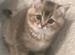 Charlie - Scottish Straight Kitten For Sale - Naperville&comma; IL&comma; US