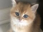 Coco - Scottish Straight Kitten For Sale - Naperville&comma; IL&comma; US