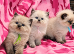 Registered Himalayan Kittens - Himalayan Kitten For Sale - Brandon&comma; FL&comma; US