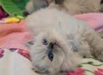 Registered Himalayan Kittens - Himalayan Kitten For Sale - Brandon&comma; FL&comma; US