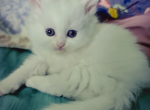 White blue eyes Persian - Persian Kitten For Sale - Brandon&comma; FL&comma; US