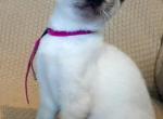 Making a Splash - Siamese Kitten For Sale - Lenoir&comma; NC&comma; US