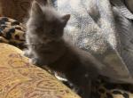 Lone Star Nebelung Kittens - Nebelung Kitten For Sale - Sweetwater&comma; TX&comma; US