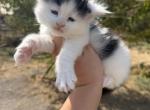 Bruce - Maine Coon Kitten For Sale - 