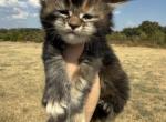 Luna - Maine Coon Kitten For Sale - Locust Grove&comma; OK&comma; US