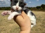 Ralph and Rowdy blue white males - Maine Coon Kitten For Sale - 