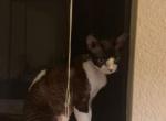 oreo - Devon Rex Cat For Sale - Rosemead&comma; CA&comma; US