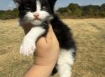 Ralph polydactyl - Maine Coon Kitten For Sale - Locust Grove&comma; OK&comma; US