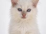 Micky - Ragdoll Kitten For Sale - Desloge&comma; MO&comma; US