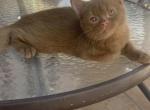 Orlando - British Shorthair Kitten For Sale - 
