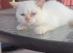 Odrey - British Shorthair Kitten For Sale - 
