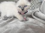 siamese blue point kittens boy and girl - Siamese Kitten For Sale - Barrington&comma; IL&comma; US