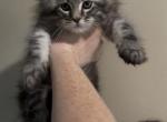 Ella - Maine Coon Kitten For Sale - Adger&comma; AL&comma; US