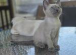 Colin blue point Siamese kitten - Siamese Kitten For Sale - Charlotte&comma; NC&comma; US