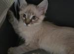 Kitten - Domestic Kitten For Adoption - Fort Sam Houston&comma; TX&comma; US