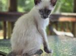 Dylan blue point Siamese - Siamese Kitten For Sale - Charlotte&comma; NC&comma; US