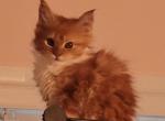 June - Maine Coon Kitten For Sale - Manchester Township&comma; NJ&comma; US