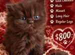 Hershey - Minuet Kitten For Sale - Salyersville&comma; KY&comma; US