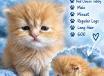 Butterfinger - Minuet Kitten For Sale - 