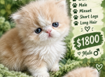 Carmelo - Minuet Kitten For Sale - Salyersville&comma; KY&comma; US