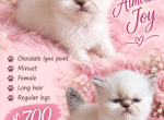 Almond Joy - Minuet Kitten For Sale - Salyersville&comma; KY&comma; US