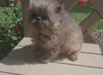 Cfa blue persian girl kitten - Persian Kitten For Sale - Woodburn&comma; IN&comma; US