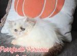 Cfa chocolate van male persian kitten - Persian Kitten For Sale - Woodburn&comma; IN&comma; US