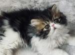 Brown tabby and white  boy - Persian Kitten For Sale - 