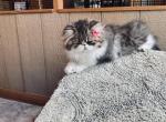 Shoshanna girl - Persian Kitten For Sale - 