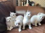 Isabel and Bradley kittens - Ragdoll Kitten For Sale - Evansville&comma; WI&comma; US